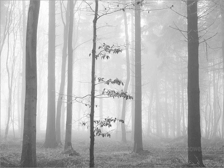 Beech Tree, Misty Forest